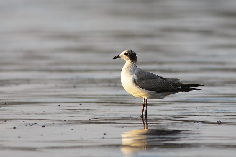 Gulls, Terns and Frigatbirds