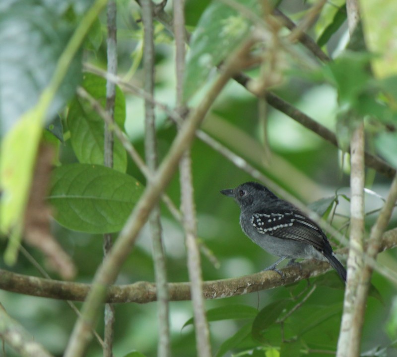 Antbirds