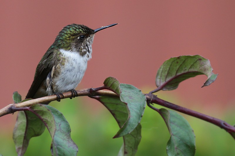 Hummingbirds