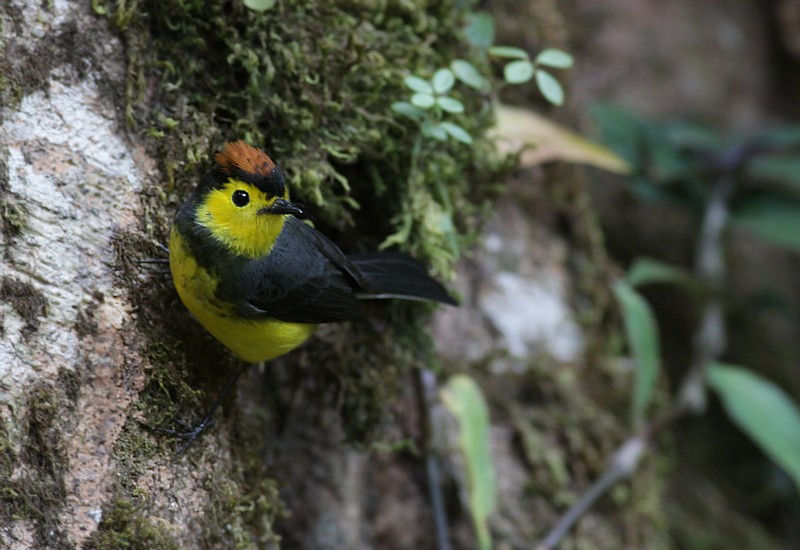 Warblers and redstarts
