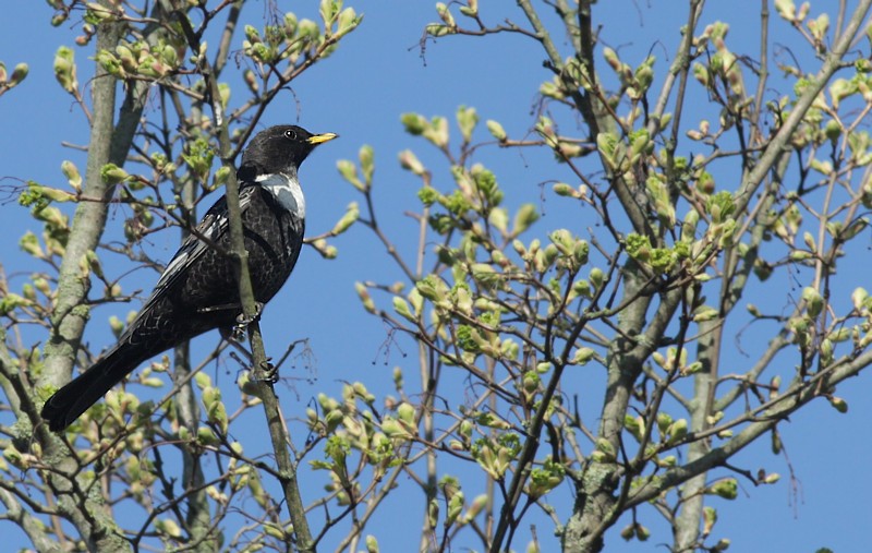 Birds / Vogels