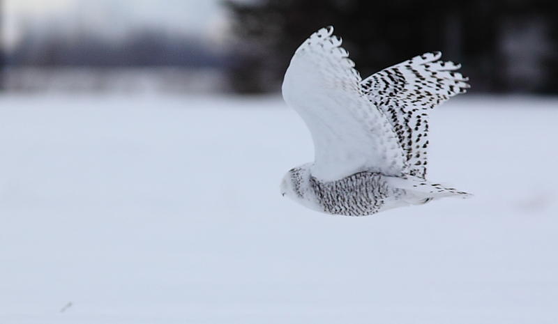 Harfang des neiges