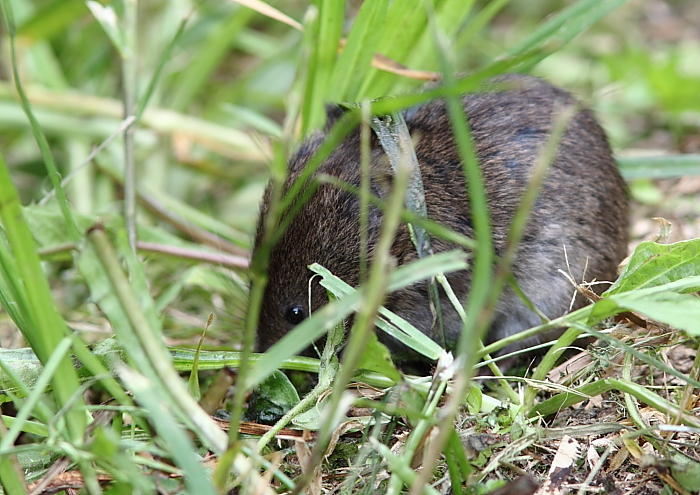 Campagnol des champs, Meadow Vole