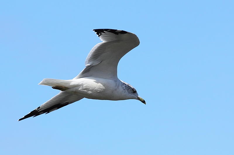 Goland  bec cercl, Ring-billed Gull