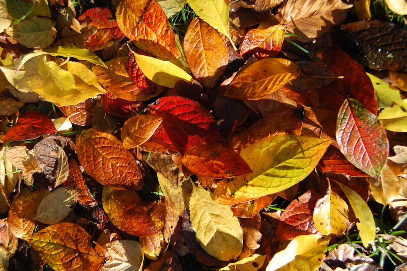 Leaf fall / Lvfald