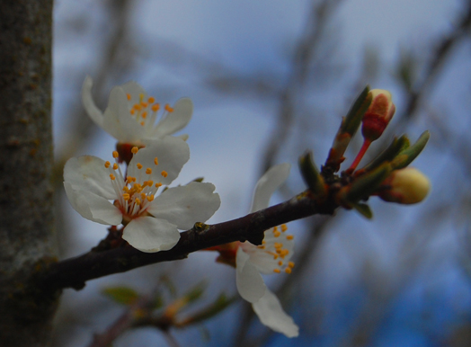 Mirabel - cherry plum