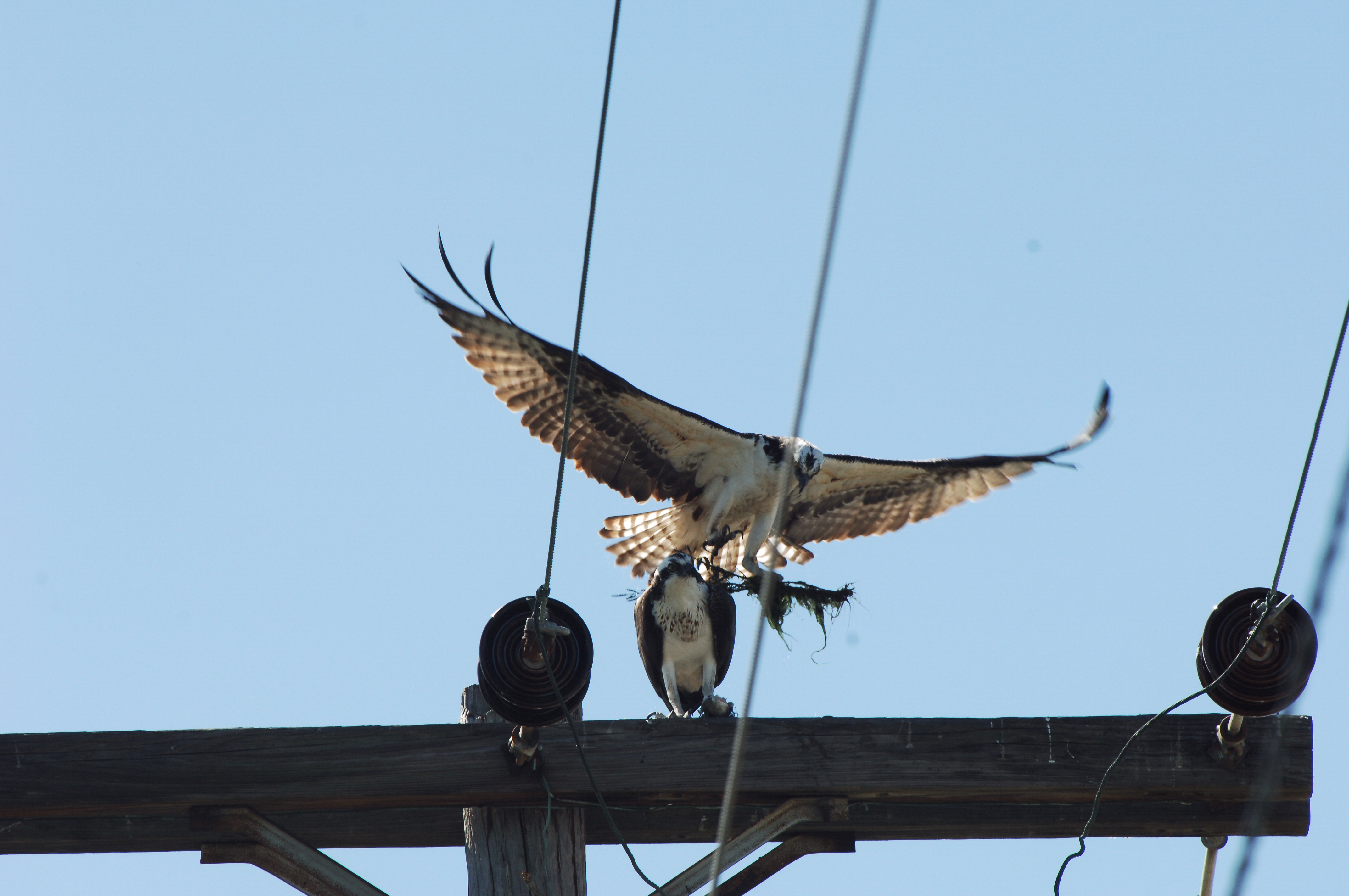 Osprey Flying Home.jpg