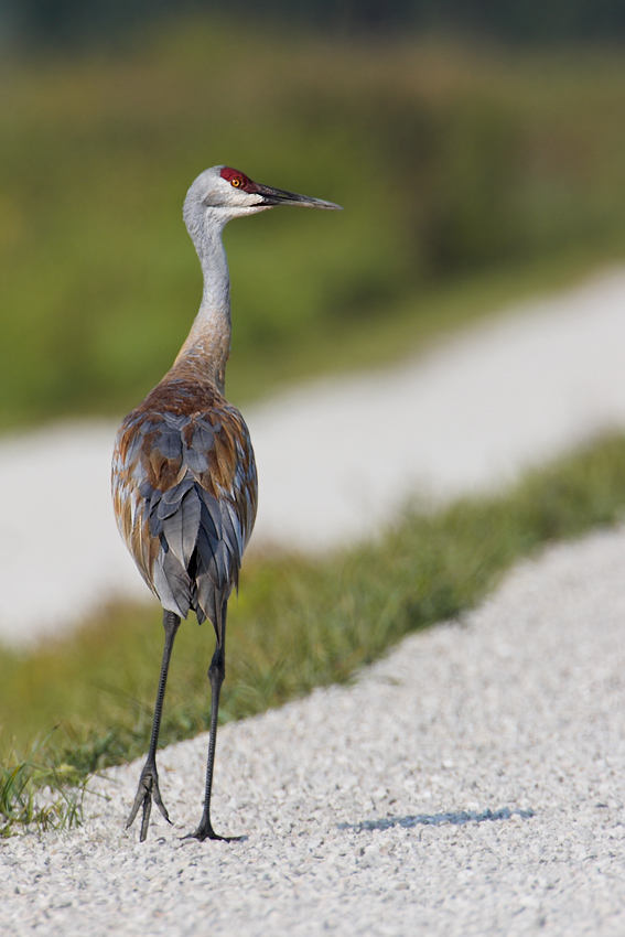 Sandhill Crane  