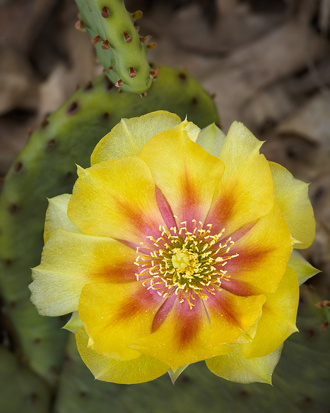 Prickly Pear