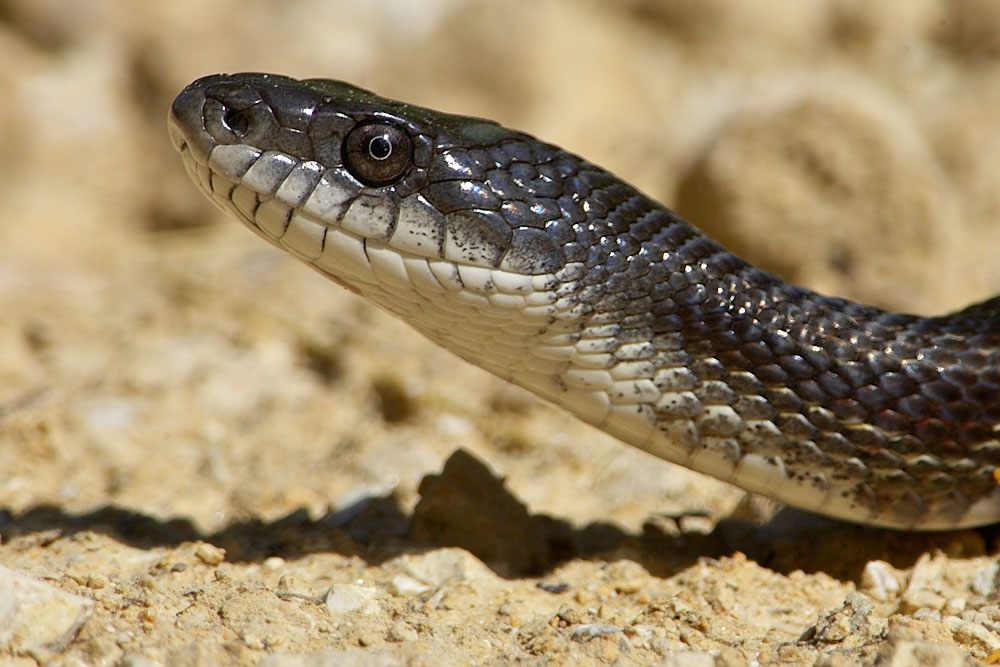 Black Rat Snake