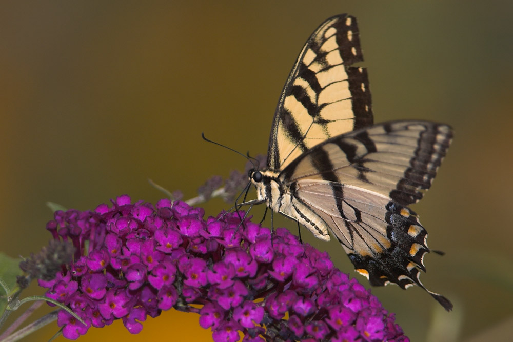 Yellow Swallowtail