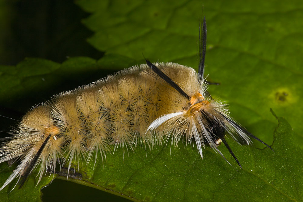 Banded Tussock Moth