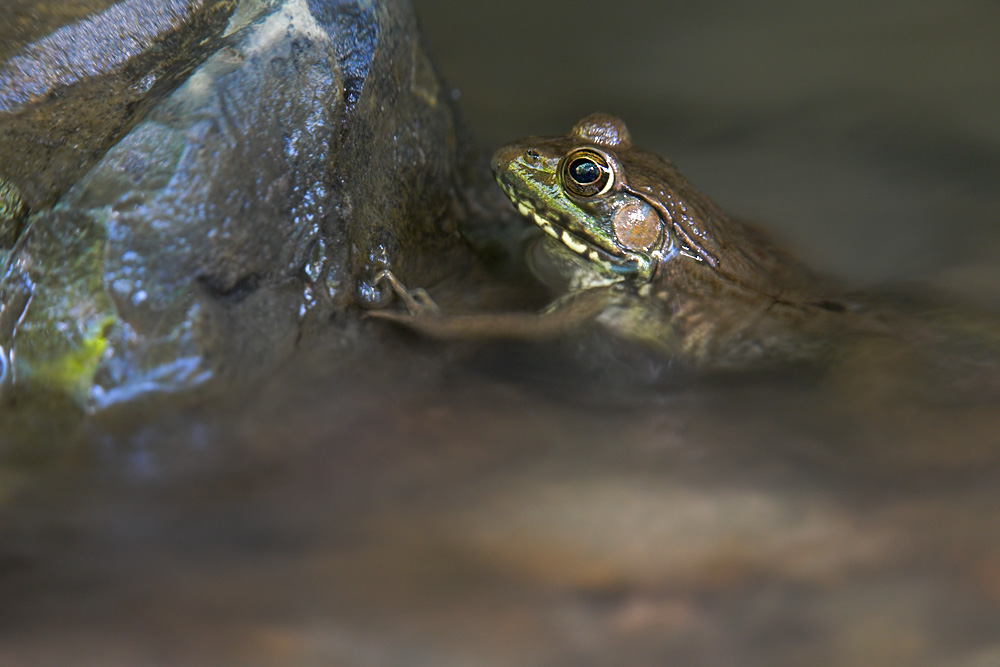 Green Frog