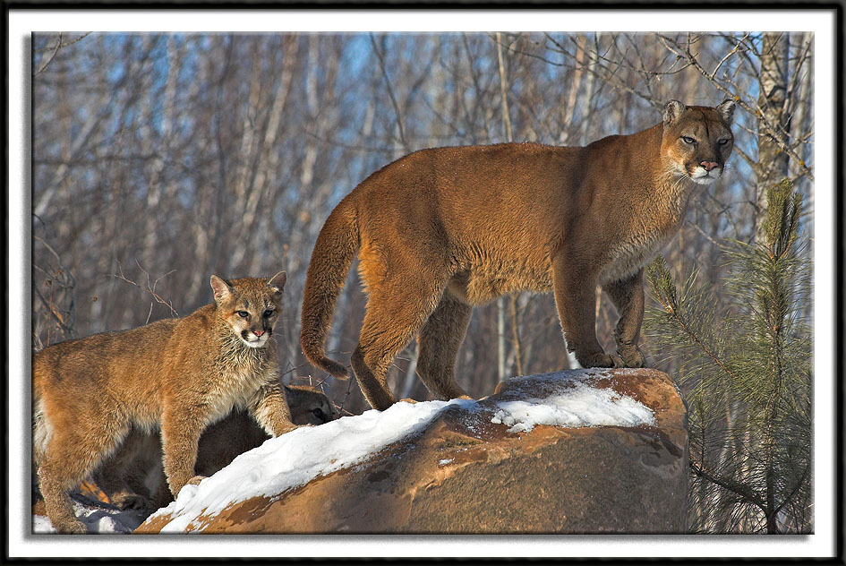 Momma Cougar With Young #1