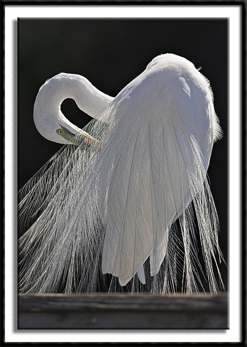 Backlit Great Egret