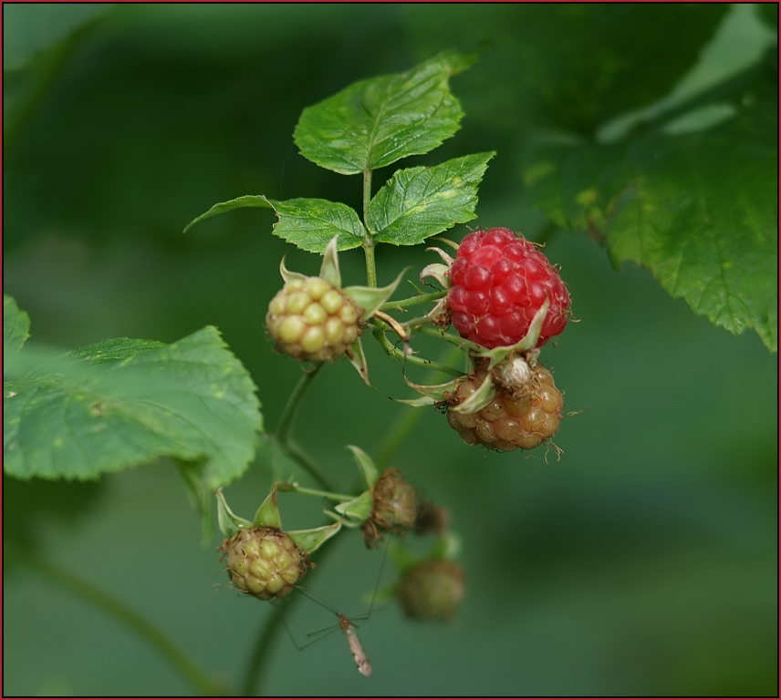 Himbeere (Raspberry)