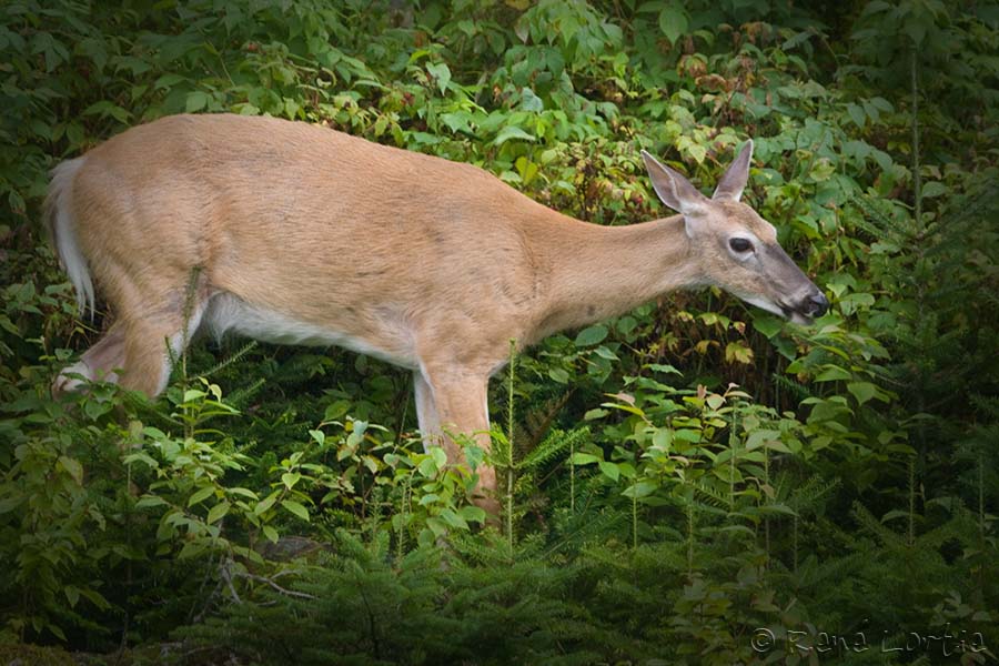 Chevreuil / White-tailed Deer
