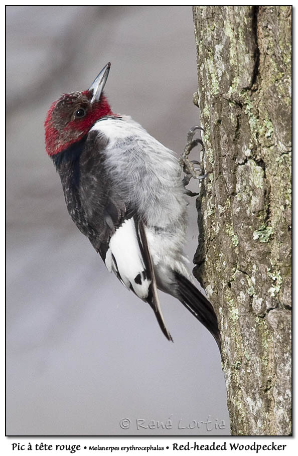 Pic  tte rouge<BR>Red-headed Woodpecker