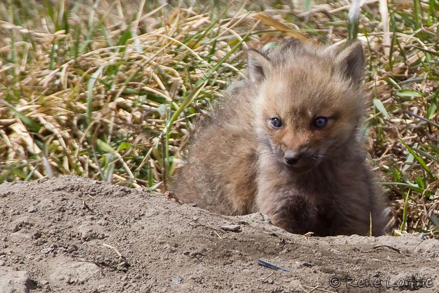 Renardeau<br>Red Fox-cub