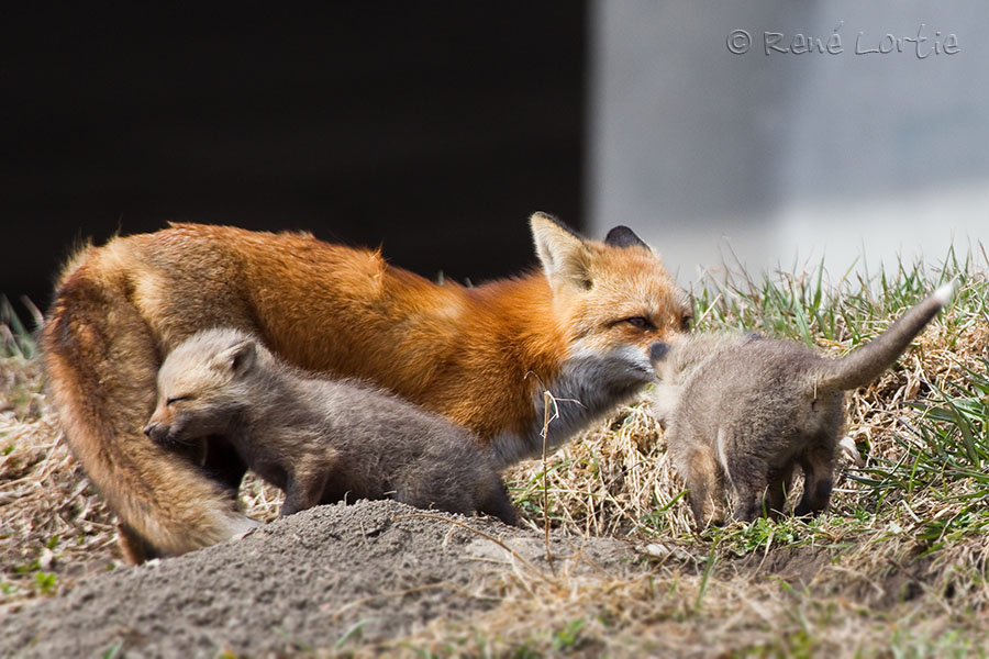 Renard roux / Red Fox