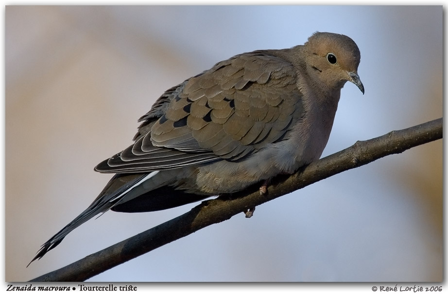 Tourterelle triste / Mourning Dove