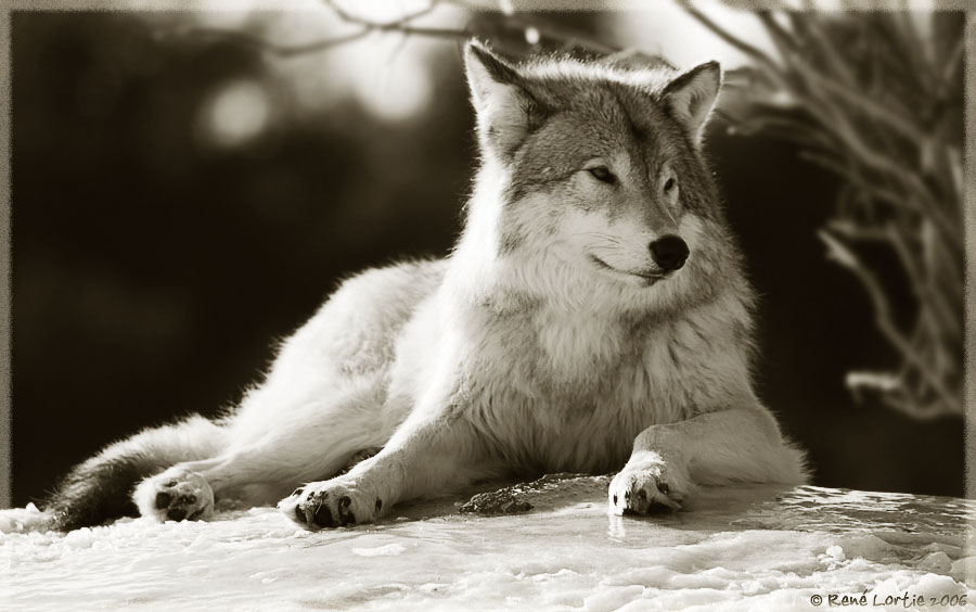 21 fvrier 2006 - Loup gris