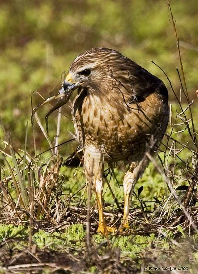 Buse  paulettes / Red-shouldered Hawk
