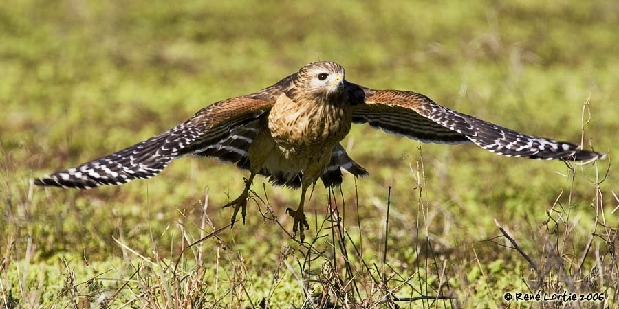 Buse  paulettes / Red-shouldered Hawk
