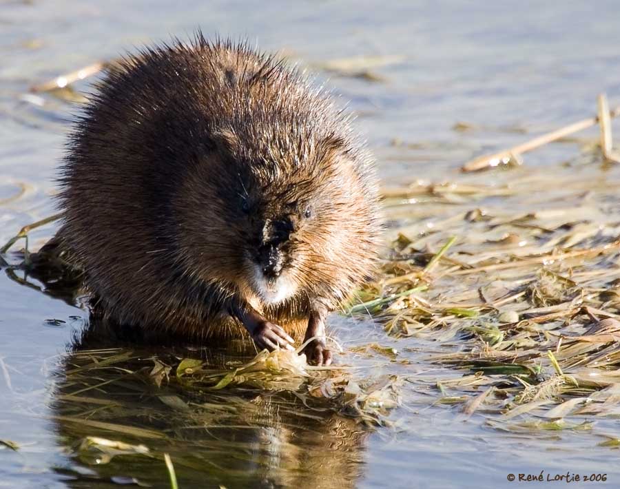 Rat musqu / Muskrat