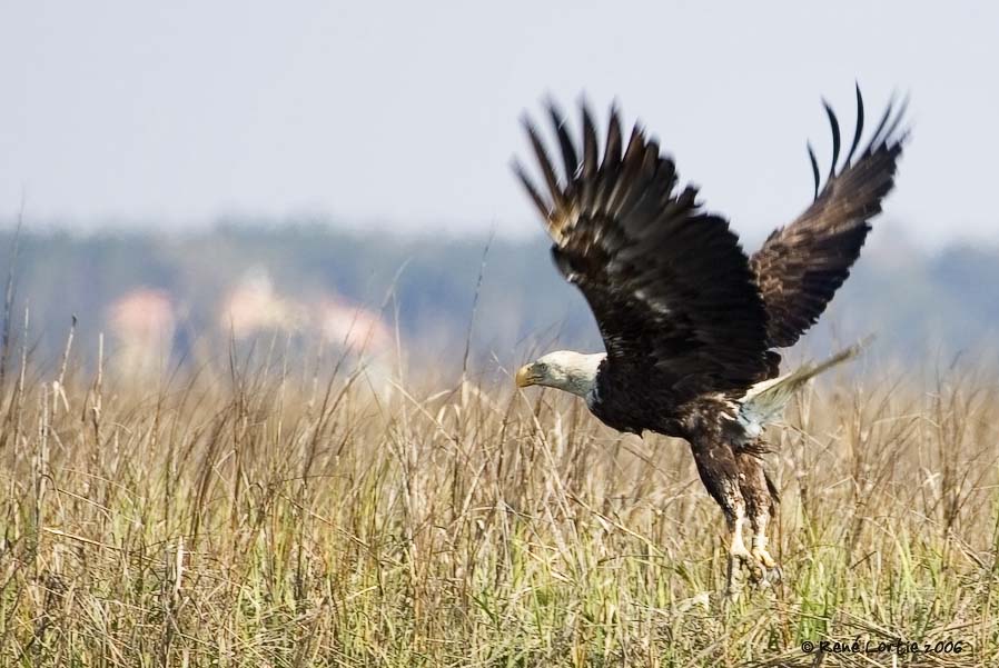 Pygargue  tte blanche / Bald Eagle
