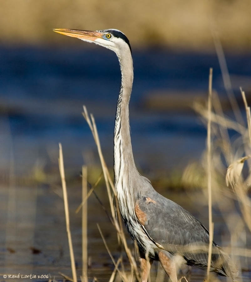 Grand hron / Great Blue Heron