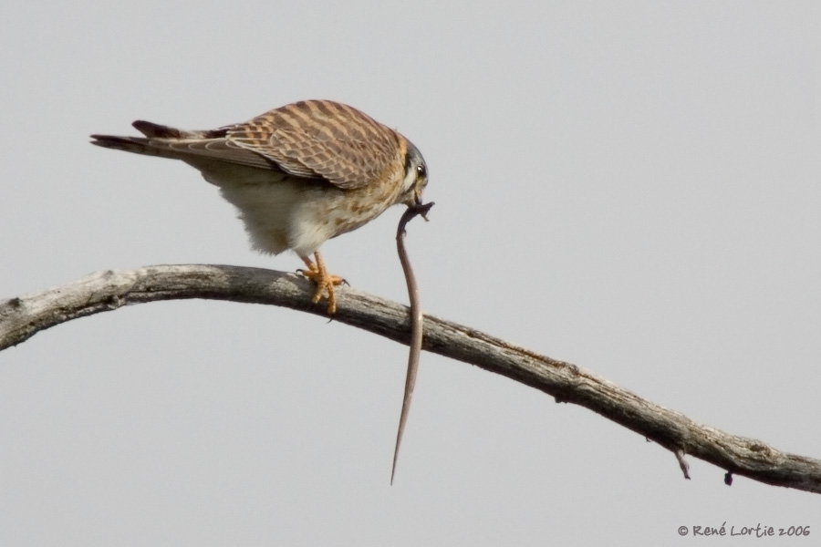 Crcerelle dAmrique / American Kestrel