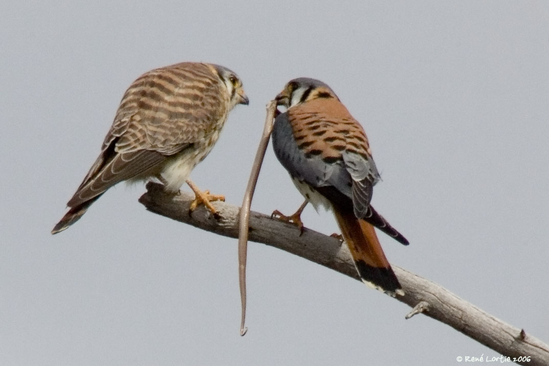 Crcerelle dAmrique / American Kestrel