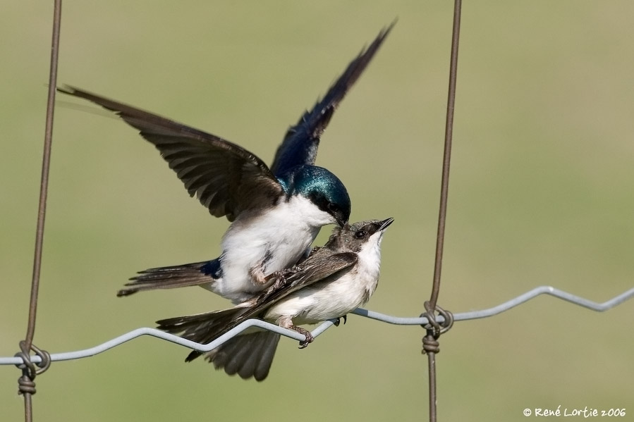 Hirondelles bicolores / Tree Swallows