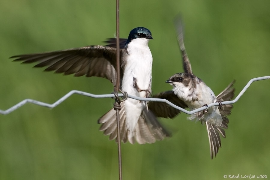 Hirondelles bicolores / Tree Swallows