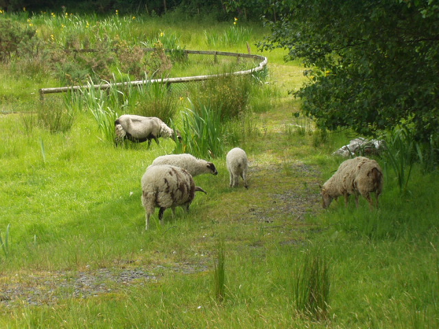 Sheep were, often grazing on the very edge of the roads.  They dont get hit, so I guess that makes them smarter than deer.