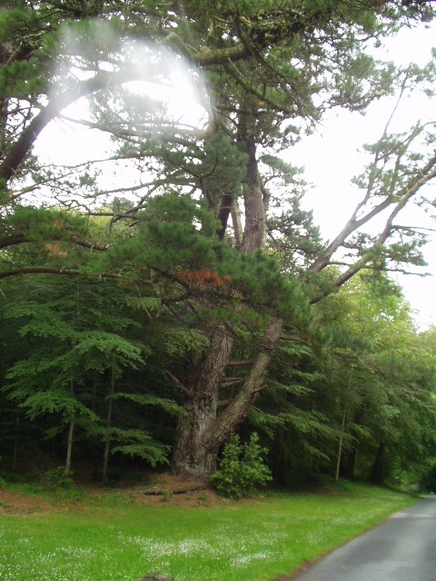 The gardens and grounds of Ashford Castle