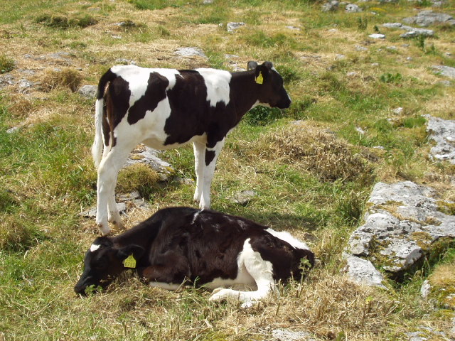 Veal on the hoof  :-)
