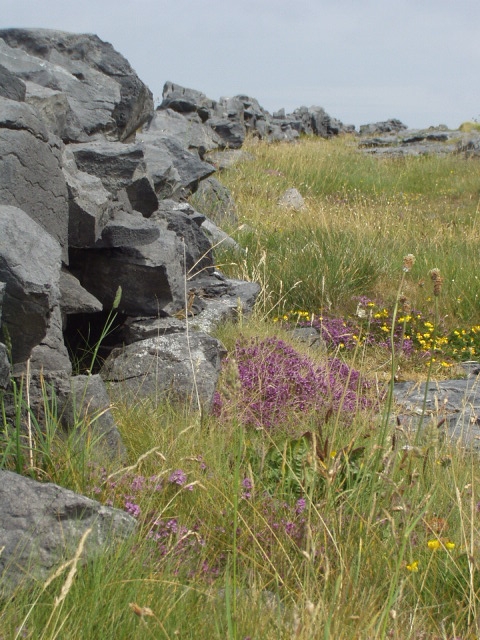 Roadside wildflowers