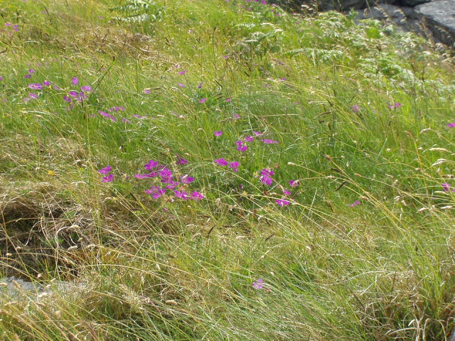 Roadside wildflowers