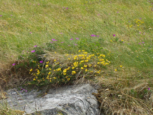 Roadside wildflowers