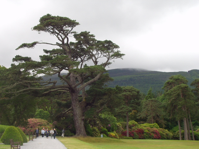 Muckross House gardens