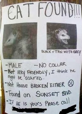 Cat Found.jpg