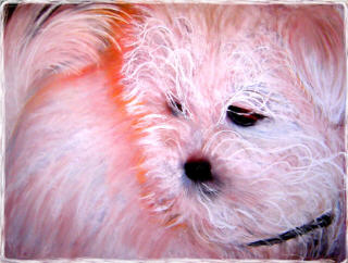 Up Close and Personal with Lily