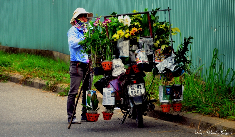 Orchids for sale, Hoi An, Vietnam 