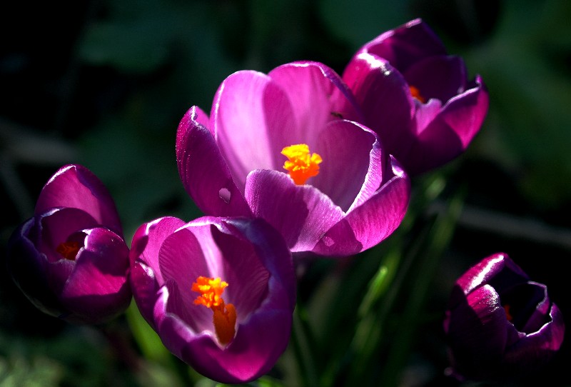 ant in flower