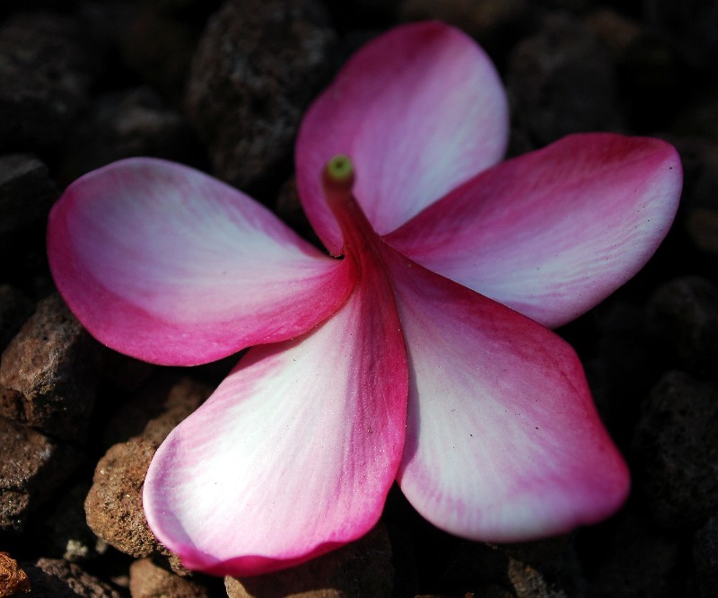 pink plumeria