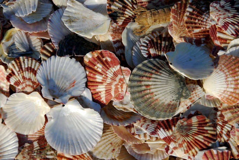 shells