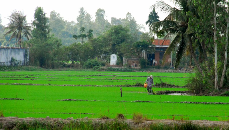 tending to the rice field