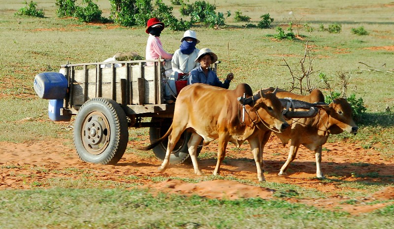 family wagon